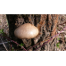 Мицелий Вешенки одиночной / Вешенка покрытая (Pleurotus calyptratus) Мицелий Вешенки одиночной / Вешенка покрытая (Pleurotus calyptratus)
